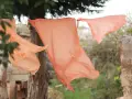 Panni di seta color pesca, stesi ad asciugare al vento. Un'immagine che evoca la delicatezza e i segreti su come smacchiare la seta.