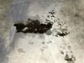 Macchie scure di grasso meccanico su cemento, con impronte di pneumatici. Un problema comune da risolvere per chi vuole togliere macchie di grasso meccanico.