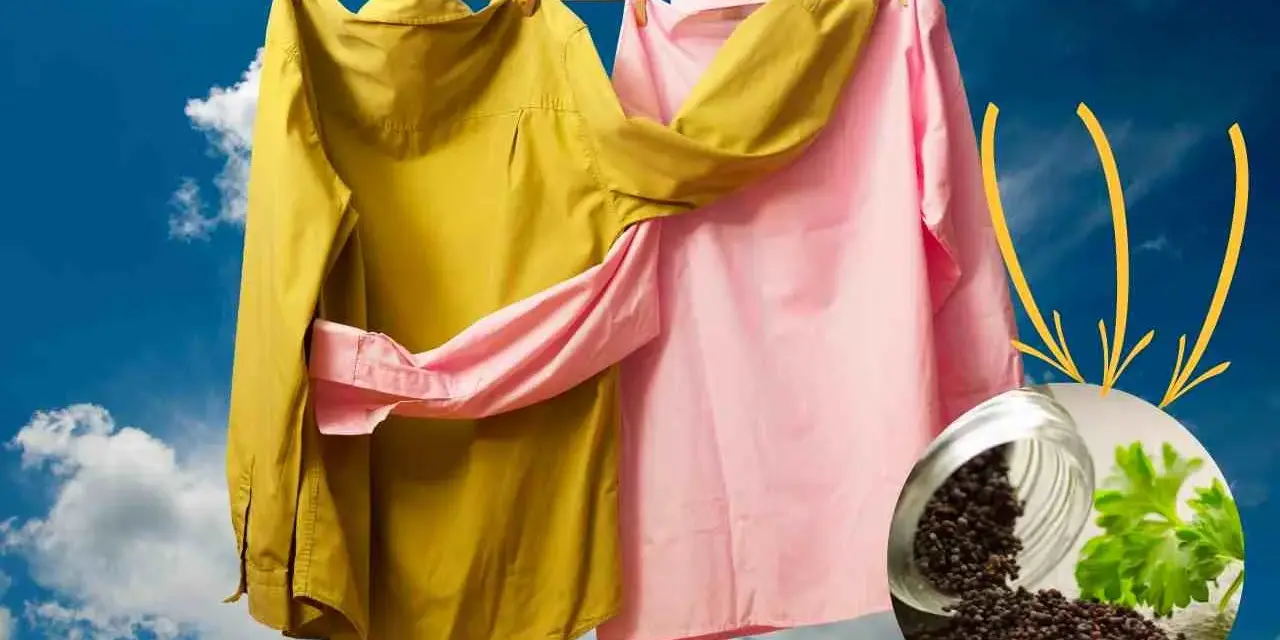Capi stinti, rimedi della nonna: camicie gialla e rosa stese al sole, con un vasetto di semi di senape e prezzemolo.
