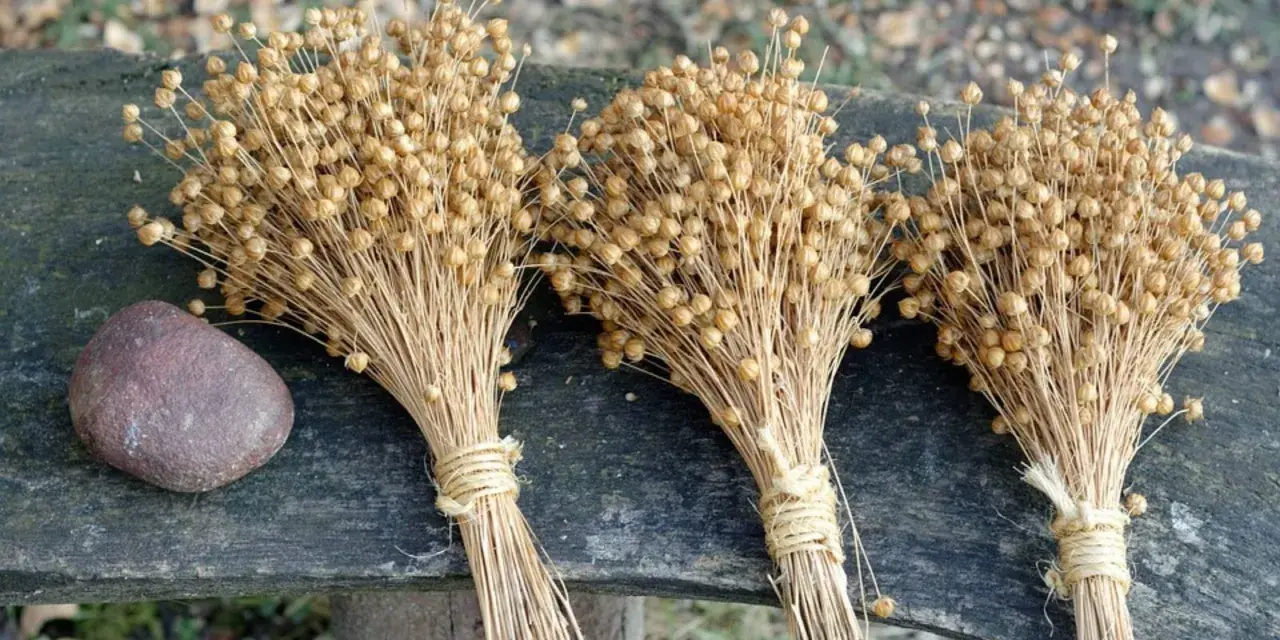 Tre mazzi di semi di lino secchi legati con spago, accanto a una pietra. Un'idea su come si fa il lino, dalla pianta al tessuto.
