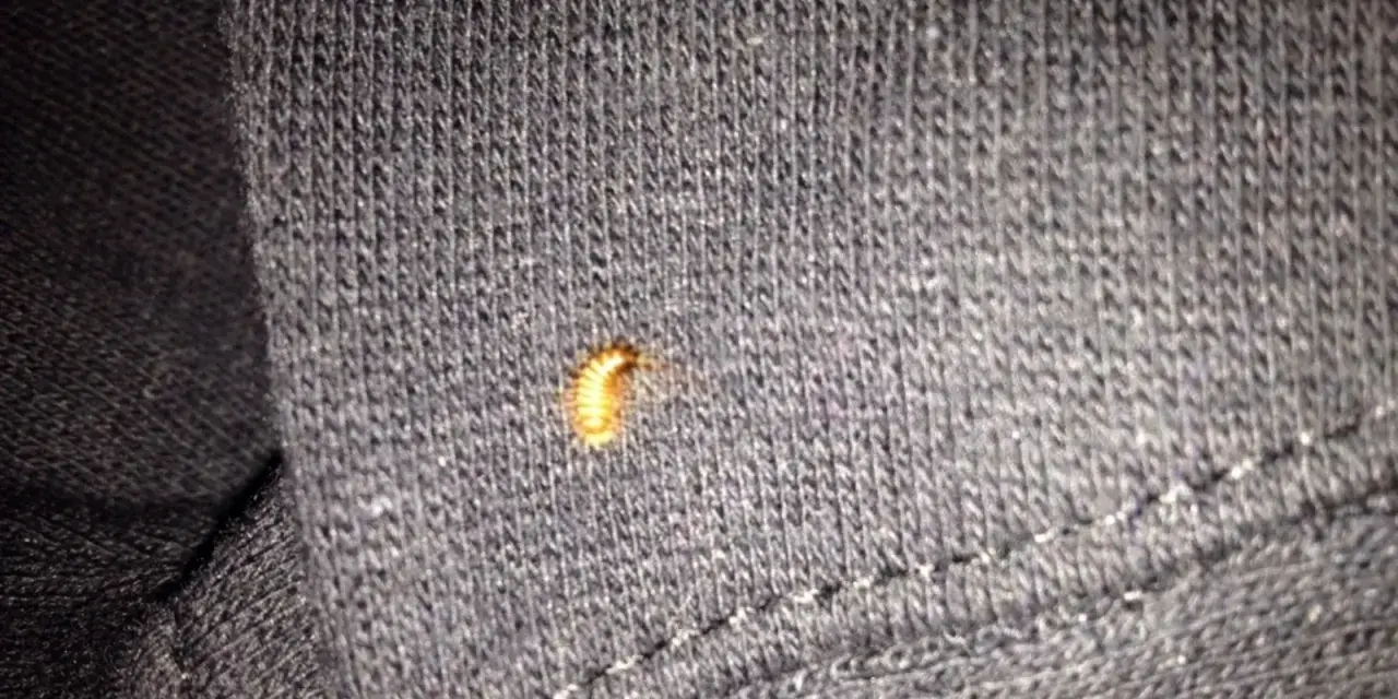 Larva di tarme dei vestiti su tessuto scuro. Un piccolo parassita che si nutre di fibre naturali.