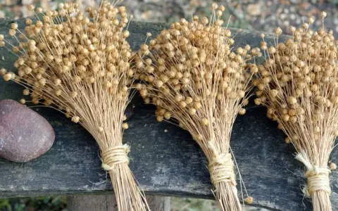 Tre mazzi di semi di lino secchi legati con spago, accanto a una pietra. Un'idea su come si fa il lino, dalla pianta al tessuto.