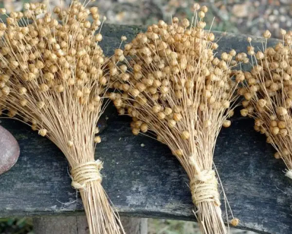 Tre mazzi di semi di lino secchi legati con spago, accanto a una pietra. Un'idea su come si fa il lino, dalla pianta al tessuto.