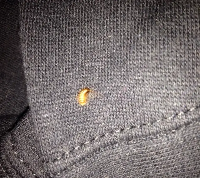 Larva di tarme dei vestiti su tessuto scuro. Un piccolo parassita che si nutre di fibre naturali.