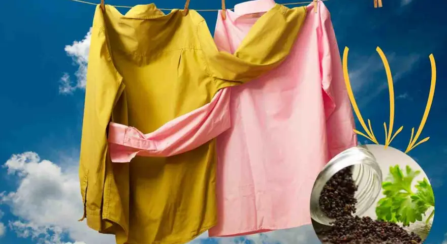 Capi stinti, rimedi della nonna: camicie gialla e rosa stese al sole, con un vasetto di semi di senape e prezzemolo.