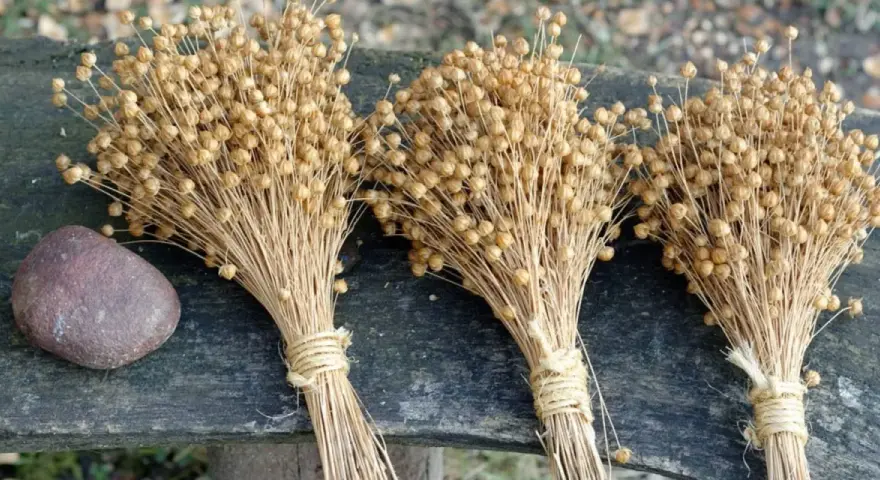 Tre mazzi di semi di lino secchi legati con spago, accanto a una pietra. Un'idea su come si fa il lino, dalla pianta al tessuto.